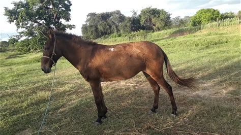 cruzamento de mula com cavalo|Cruzamento de cavalo pampa de preto com égua pampa de。